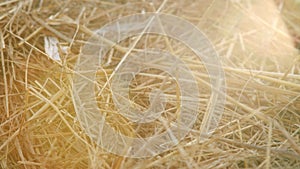 Time to harvest. Close up shot of stacked golden hay.