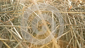 Time to harvest. Close up shot of stacked golden hay.