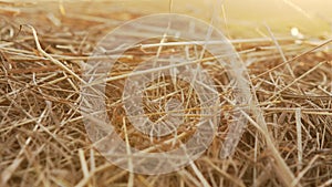 Time to harvest. Close up shot of stacked golden hay.