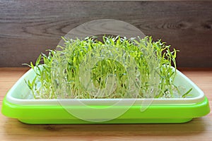 Time to Harvest Water Spinach Hydroponic Microgreens