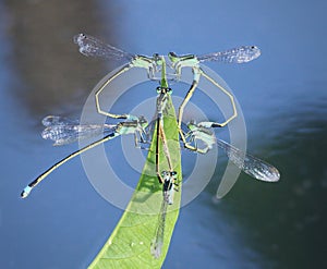 Dragonfly