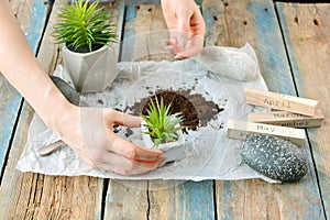 Time to plant transportation concept. Home gardening concept. Gardener`s hands with substrate.