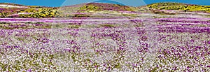 Water comes to the driest desert in the World: Atacama blooming flowers photo