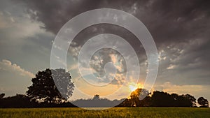 Timelaps of moving fluffy clouds in the evening sky during sunset over lonely oak tree in a wheat meadow field