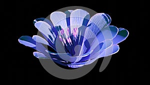 Timelapse of blue flower blooming on black background. Blooming flower open, time lapse, close-up. Wedding backdrop