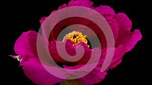 Timelapse of bright red peony flower opening on black background.