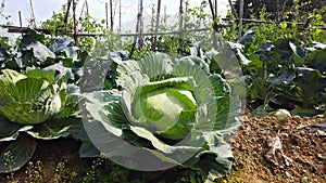 timelapse of cabbage filed at horizontal composition