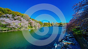 A timelapse of Chidorigafuchi pond with cherry trees in Tokyo in spring wide shot