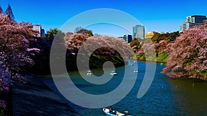 A timelapse of Chidorigafuchi pond with cherry trees in Tokyo in spring wide shot panning