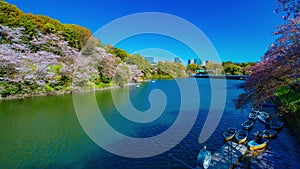 A timelapse of Chidorigafuchi pond with cherry trees in Tokyo in spring wide shot panning