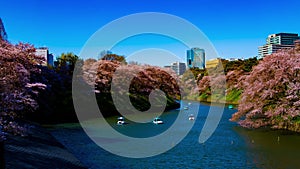 A timelapse of Chidorigafuchi pond with cherry trees in Tokyo in spring wide shot zoom