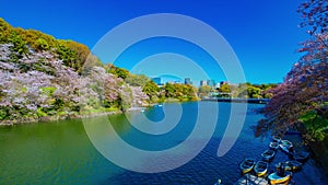 A timelapse of Chidorigafuchi pond with cherry trees in Tokyo in spring wide shot zoom