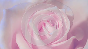 Timelapse,Close up of opening pink rose, blooming pink roses, beautiful animation,