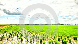 Timelapse clouds over the green rice fields