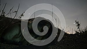 Timelapse of Dog sleeping in the night at vesuvius