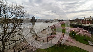 Timelapse in downtown Portland Or with cherry blossom trees spring season 4k uhd