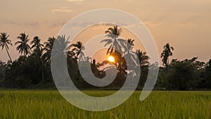 Timelapse egg yolk sunset at paddy field