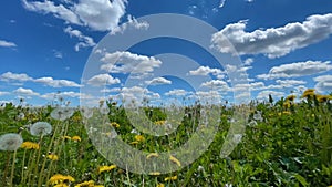 timelapse fields with dandelions and clouds