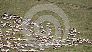 Timelapse of the flock of sheep grazing