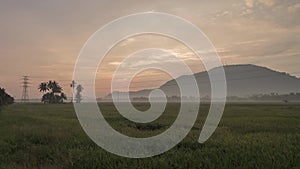 Timelapse fog weather early morning of rice paddy field.