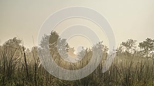 Timelapse of Foggy Morning in Subtropical Grasslands