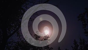 Timelapse Full Moon in the Night Sky Moves Through Silhouette Branches of Trees