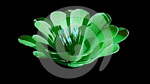 Timelapse of green flower blooming on black background. Blooming flower open, time lapse, close-up. Wedding backdrop