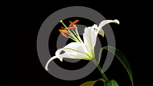 Timelapse of lily. Beautiful flower open petal. Bright white bloom blossomed eruption. Blooming flower on a black backgro