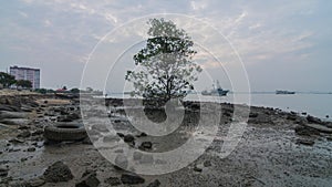 Timelapse Lonely mangrove tree Pokok Bakau at the seaside of Jelutong Drive.