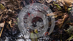 Timelapse loopable video of a burning large leaf in the ashes of a big pile of leaves and twigs in autumn in 4k 3840 pixels, 15fps