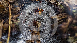 Timelapse loopable video of a burning oak leaf in the ashes of a big pile of leaves and twigs in autumn in 4k 3840 pixels, 24fps