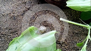 Timelapse of a newborn snail eating lettuce.