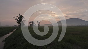 Timelapse panning to right hazy morning in green rice paddy fiel