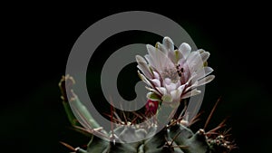 Timelapse of pink cactus flower blooming on black background.