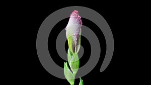 Timelapse of pink Iris flower blooming on black background. Blooming peony flower open, time lapse, close-up
