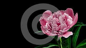 Timelapse of pink peony flower blooming on black background. Blooming peony flower open, time lapse, close-up