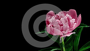 Timelapse of pink peony flower blooming on black background. Blooming peony flower open, time lapse, close-up