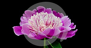 Timelapse of pink peony flower blooming on black background. Blooming peony flower open, time lapse, close-up. Wedding