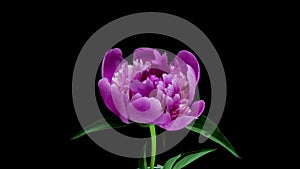 Timelapse of pink peony flower blooming on black background. Blooming peony flower open, time lapse, close-up. Wedding