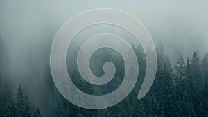 Timelapse rainy weather mountains misty fog forest tree wood pine