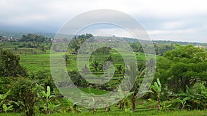 Timelapse. Rice terraces in Tegallalang, Ubud, Bali, Indonesia.