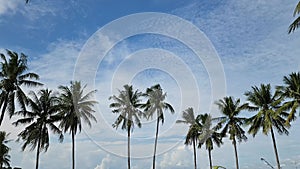 Timelapse - Rural natural landscape - clouds and coconut trees indonesia