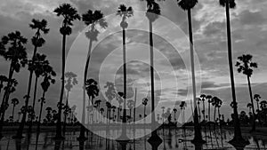 Timelapse of silhouette coconut palm trees with dark clouds in bad weather day.