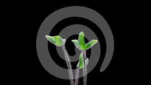 Timelapse, stems and green leaves of a forest plant germinate and stretch upwards on a black background, close-up, selective focus