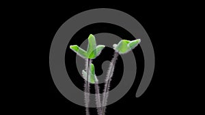 Timelapse, stems and green leaves of a forest plant germinate and stretch upwards on a black background, close-up, selective focus