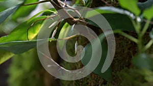 Timelapse of strangler fig tree growing up and stretching the roots