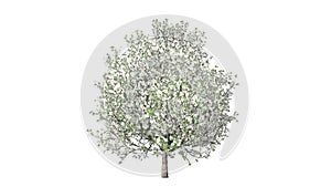 Timelapse tree growing, blossoming and seasoning, against white