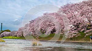 Timelapse of Urui River Sakura with a view of the mountains and Mount Fuji behind in Shizuoka, Japan