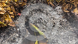 Timelapse video of a burning large green leaf rising from the ashes of a big pile of leaves and twigs in 4k 3840 pixels 24fps