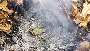 Timelapse video of a burning large green leaf rising from the ashes of a big pile of leaves and twigs in 4k 3840 pixels 24fps